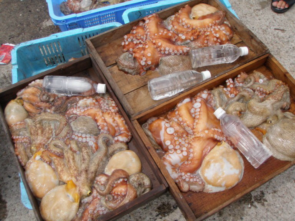 明石タコ釣り船：タコテンヤ・タコエギで ２.３kg含む他２.０kgなど 2014年7月27日の釣果