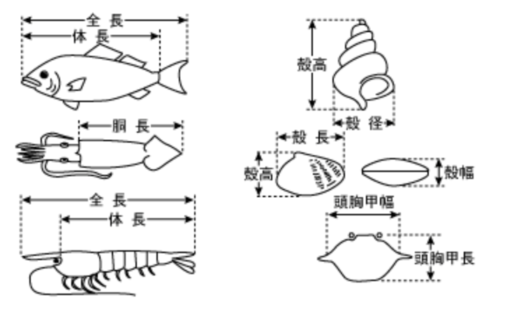 魚等の測り方画像