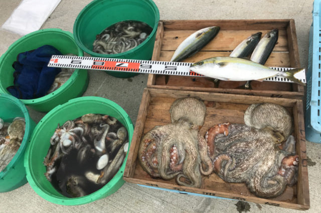 2018-8-10_madako_tubasu_masaba