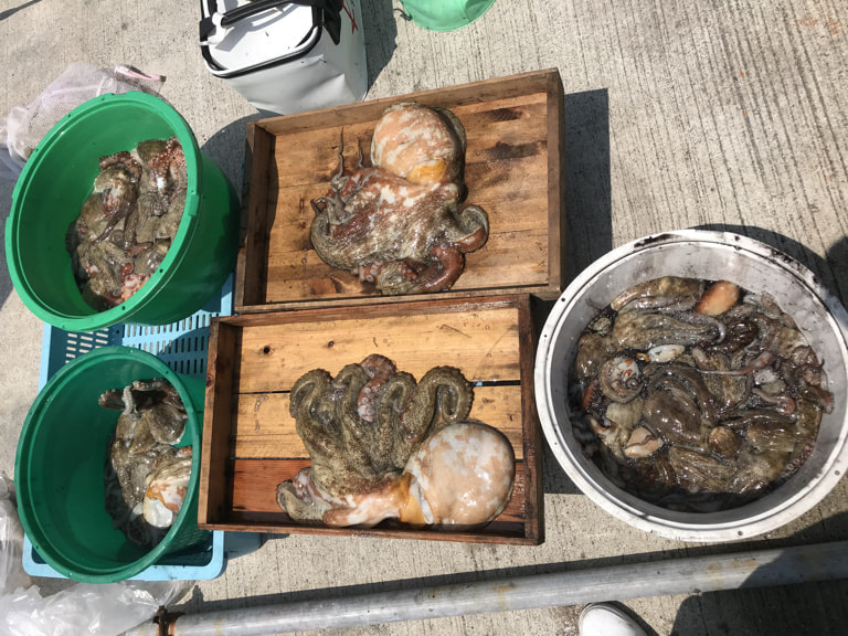 2018-8-10_madako_tubasu_masaba